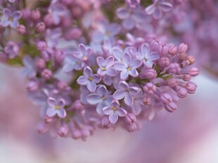 淡紫色丁香花特写