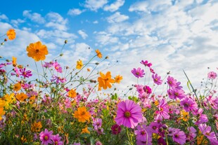 花海烂漫
