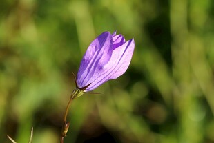 紫色单朵小花绽放