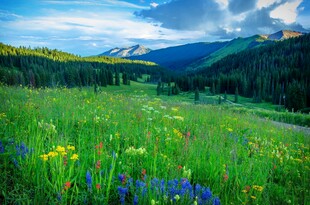 山间花海美景