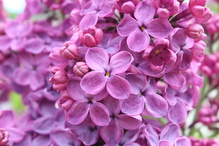 紫丁香花特写