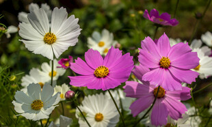 缤纷波斯菊绽放美丽瞬间