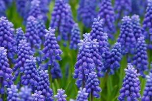 紫色风信子花海