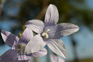 淡紫色风铃花特写
