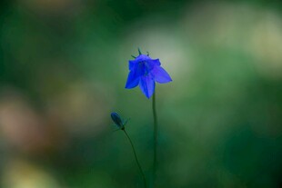 蓝色小花绽放于绿野