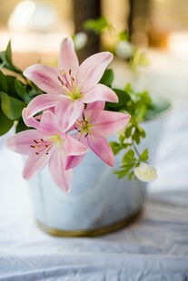 粉色百合插于蓝灰花盆