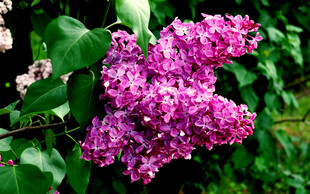绽放的紫丁香花