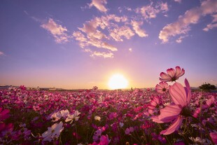 夕阳下的绚烂花海
