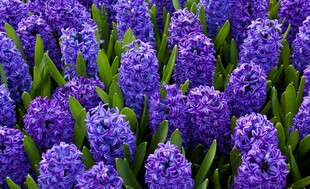 紫色风信子花海