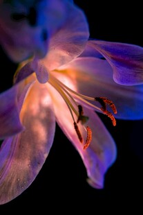 百合花