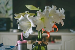 花瓶中绽放的白色百合花