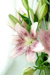 粉色百合花特写