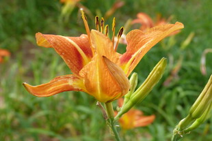 橙色萱草花绽放于绿野