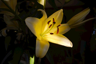 黄色百合花特写