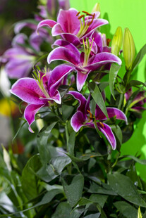 美丽紫百合绽放