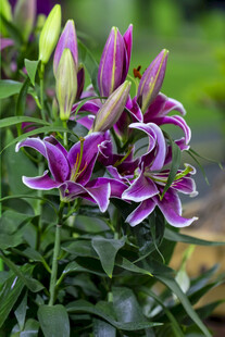 紫色百合花绽放