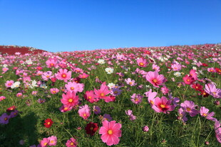 绚烂花海