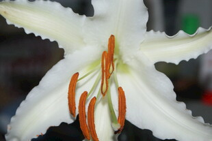 白色百合花特写