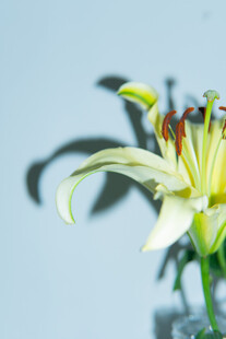 优雅绽放的白色百合花