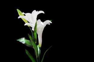 白色百合花特写