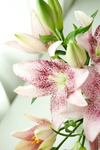 粉色斑点百合花特写