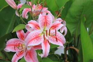 娇艳粉色百合花绽放