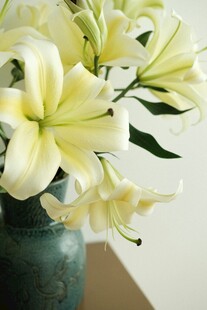 花瓶中的淡黄色百合花