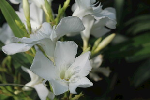 白色唐菖蒲绽放