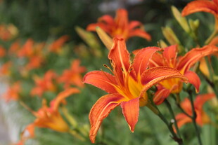 鲜艳橘色百合花绽放