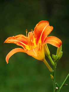 百合花