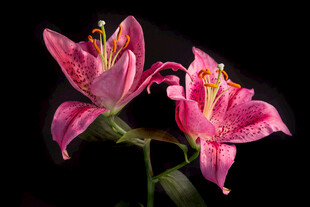 娇艳粉色百合花绽放