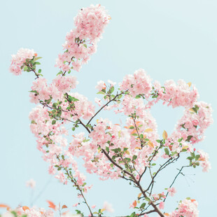 枝头绽放的粉嫩樱花