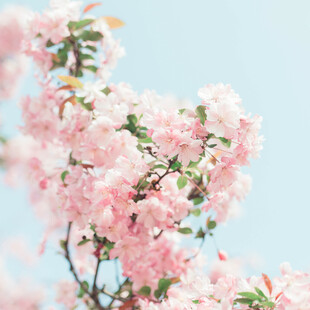 粉色烂漫樱花枝头绽放