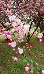 春日烂漫桃花绽放