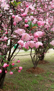 春日繁花盛开的烂漫景象