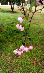 草地上绽放的粉嫩花枝