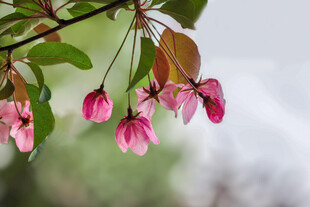 垂丝海棠花枝绽放