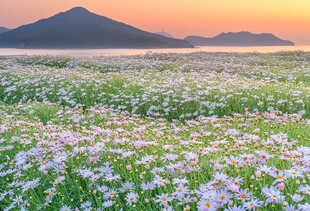 日落花海