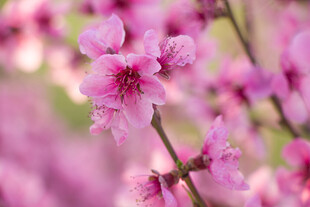 娇艳绽放的粉嫩桃花