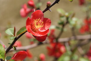 娇艳贴梗海棠绽放枝头