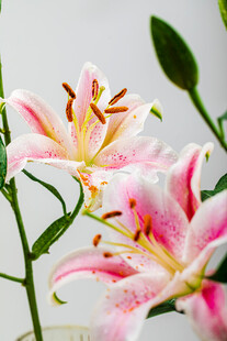 粉色百合花特写