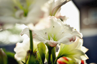 优雅绽放的百合花