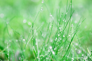 嫩绿小草带露珠