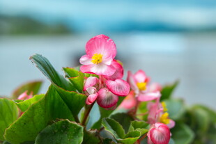 娇艳粉色海棠花特写