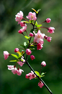 粉色海棠花枝特写