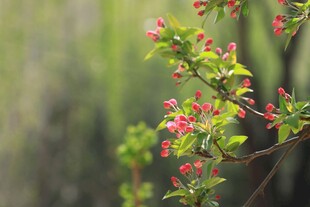 枝头绽放的粉嫩花朵