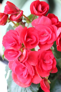 娇艳欲滴的红色海棠花