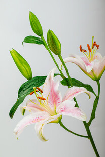 粉色百合花绽放