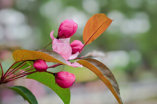 娇艳欲滴的粉色花苞