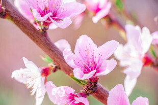 枝头绽放的粉嫩桃花